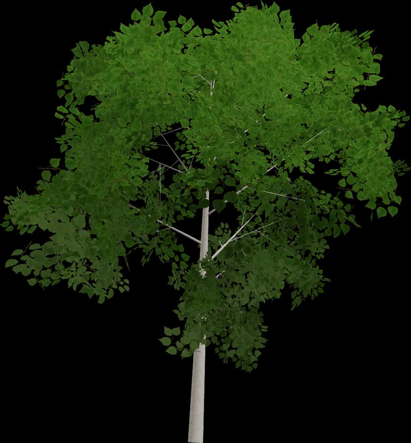 Birch