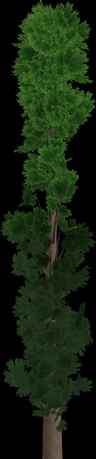 Cypress
