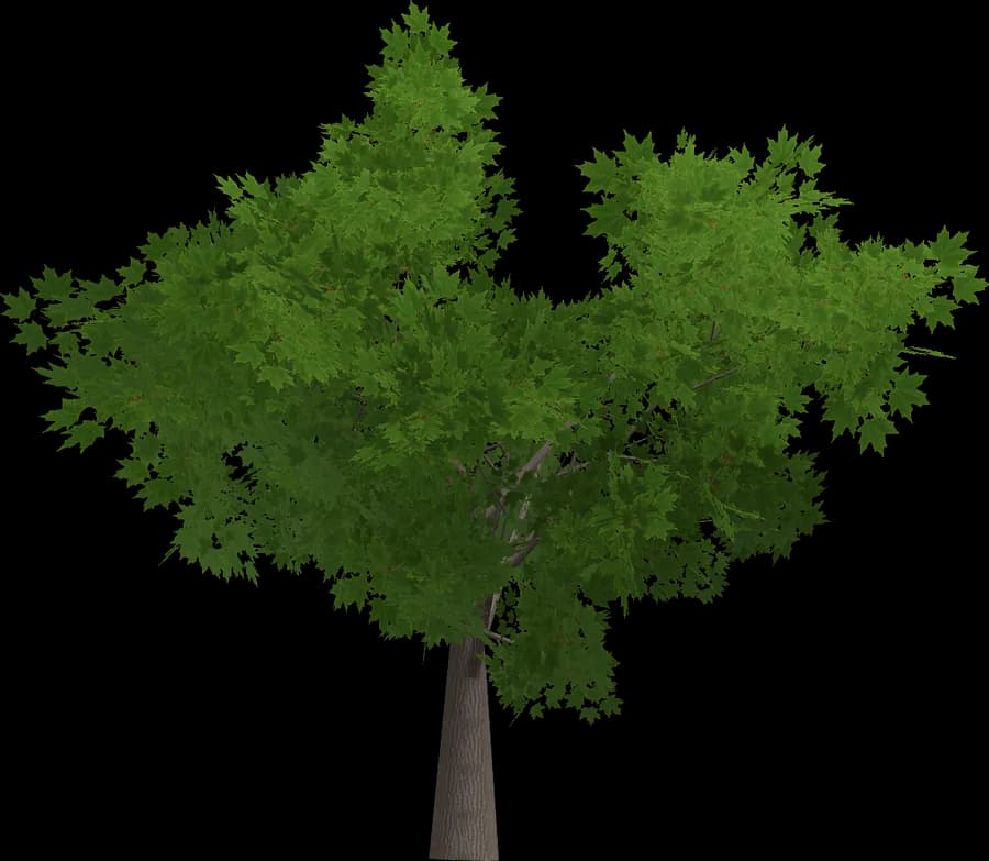 Maple