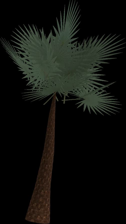 Fan Palm