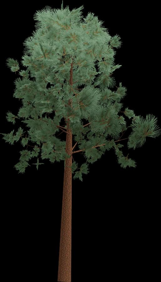 Scots Pine