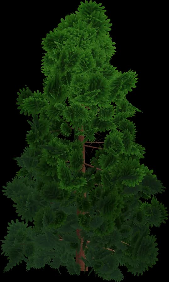 Spruce